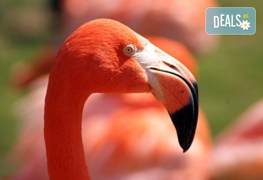 За 1 ден до природен резерват Лимни Керкини и Кукуш, Гърция! Транспорт, водач и програма от Дениз Травел! - Снимка 6