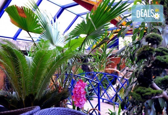 Сладоледена торта за наслада и разхлада! Зарадвайте своите гости и семейство с нашето невероятно предложение от сладкарница Лагуна! - Снимка 6