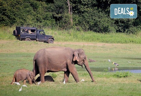Екскурзия до Шри Ланка с Дари Тур! 7 нощувки със закуски и вечери, самолетен билет, трансфери, посещение на резерват за слонове, Сигирия, Дамбула, Храм Канди и още! - Снимка 10