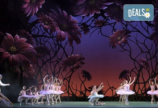 Кино Арена представя впечатляващ балет от сцената на Ковънт Гардън ! „Дон Кихот“, спектакъл на Карлос Акоста, гледайте на 3, 6 и 7 април в кината в София! - Снимка 4