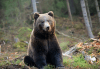 Еднодневна екскурзия на 20.04. до Белица с посещение на парка за танцуващи мечки и Добърско! Транспорт и водач от агенция Поход! - thumb 1