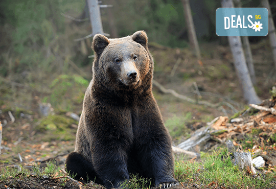 Еднодневна екскурзия на 20.04. до Белица с посещение на парка за танцуващи мечки и Добърско! Транспорт и водач от агенция Поход! - Снимка 1