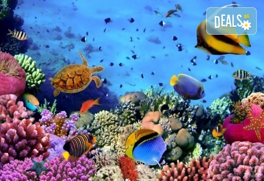 Есенна екзотика в Египет! 3 нощувки на база All Inclusive в хотел 5* в Хургада, 4 нощувки на база FB на круизен кораб 5*, самолетен билет, трансфери и богата програма! - Снимка 1