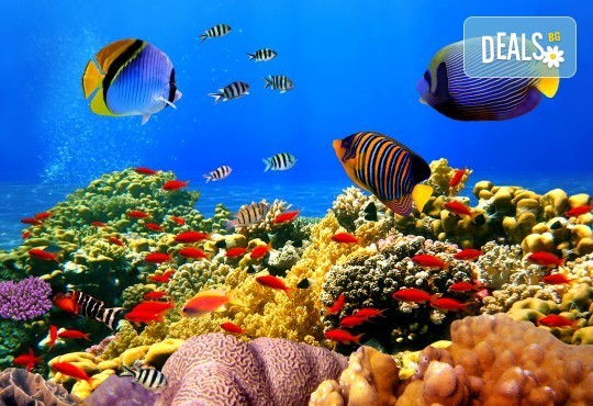 Посетете Египет през октомври! 6 нощувки в AMC Royal Hotel & Spa 5* на база All Inclusive в Хургада и 1 нощувка със закуска в Barcelo Cairo Pyramids 4* в Кайро, самолетен билет и трансфери - Снимка 3