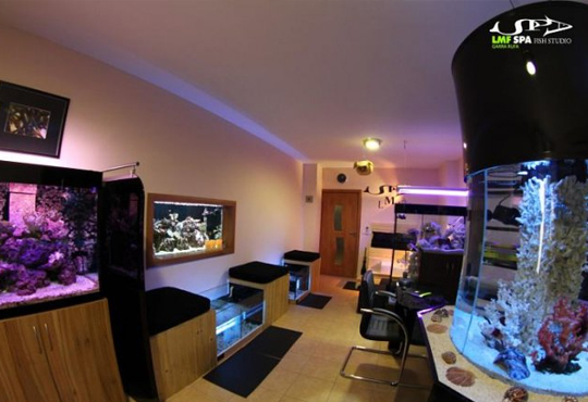LMF SPA FISH STUDIO