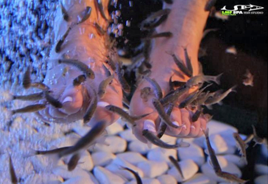 LMF SPA FISH STUDIO