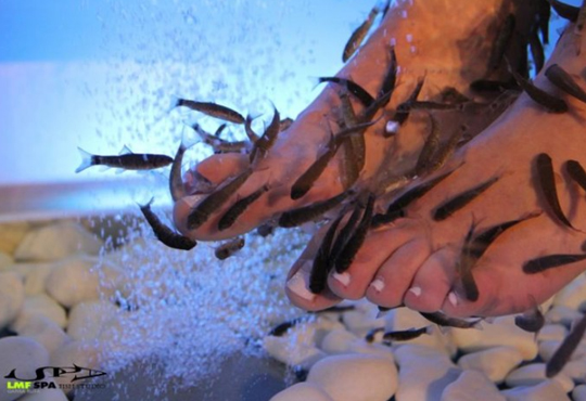 LMF SPA FISH STUDIO